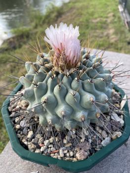 Thelocactus lophothele